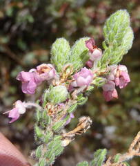 Erica nervata