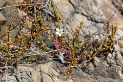 Samolus repens repens