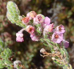 Erica nervata