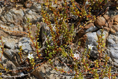 Samolus repens repens