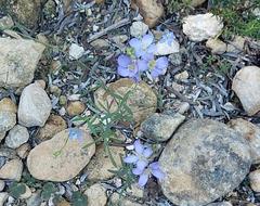 Heliophila linearis linearis