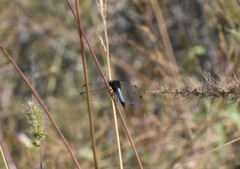 Erythrodiplax basifusca