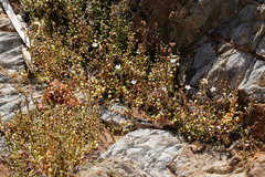 Samolus repens repens