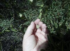 Diosma echinulata