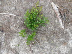 Searsia laevigata laevigata