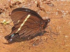 Papilio nireus