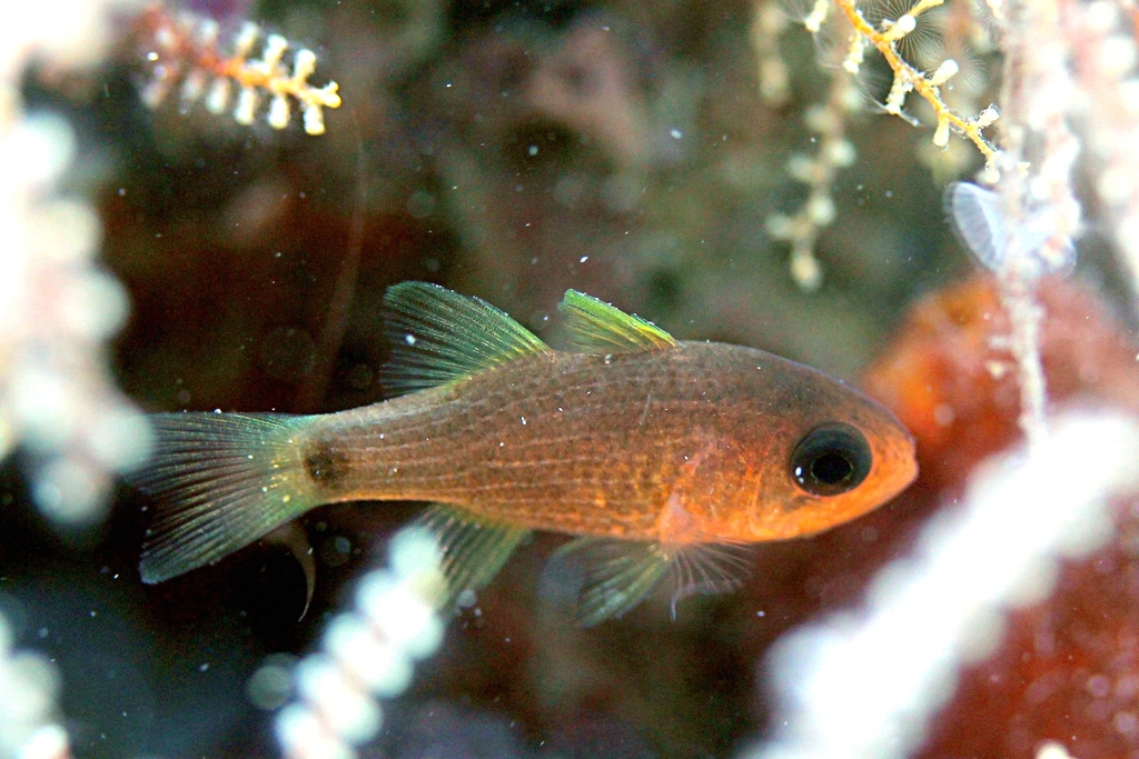 Striped Cardinalfish
