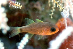 Striped Cardinalfish photo 1