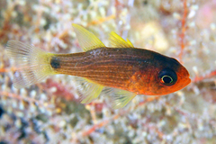 Striped Cardinalfish photo 2