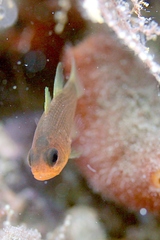 Striped Cardinalfish photo 3