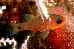 Striped Cardinalfish photo 4