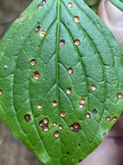 Puccinia porphyrogenita