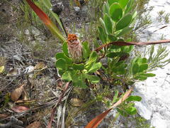 Protea speciosa