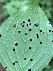 Puccinia porphyrogenita