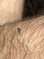 Culiseta incidens
