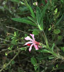 Pachypodium succulentum