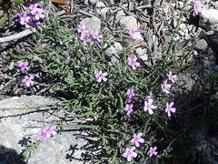 Jamesbrittenia calciphila