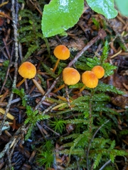 Mycena strobilinoidea