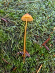 Mycena strobilinoidea