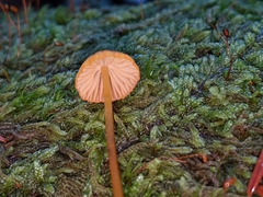 Mycena strobilinoidea