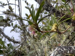 Maxillaria aggregata