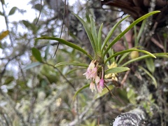 Maxillaria aggregata