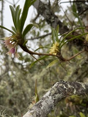 Maxillaria aggregata