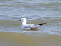 Chroicocephalus cirrocephalus