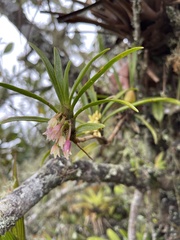 Maxillaria aggregata