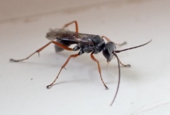 Auplopus mellipes