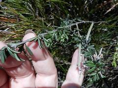 Indigofera sp11