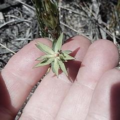 Gnidia juniperifolia