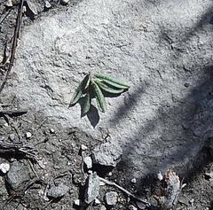 Indigofera sp11