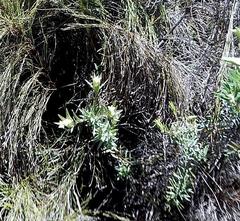 Gnidia juniperifolia