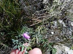 Indigofera sp11