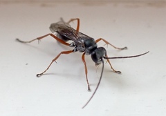 Auplopus mellipes