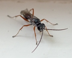 Auplopus mellipes