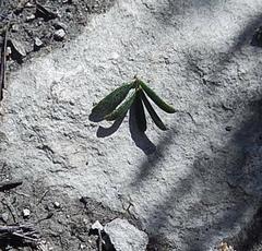 Indigofera sp11