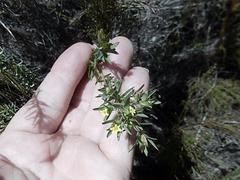 Gnidia juniperifolia