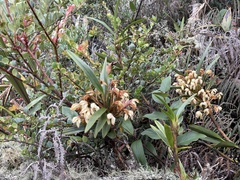 Maxillaria embreei