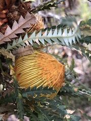 Banksia formosa