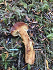 Aureonarius limonius