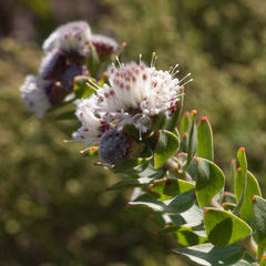 Leucospermum bolusii