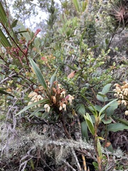 Maxillaria embreei