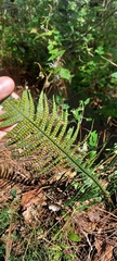 Polypodium plesiosorum