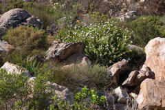 Leucospermum bolusii