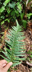 Polypodium plesiosorum