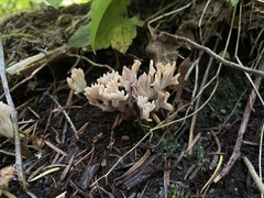 Clavulina castaneipes