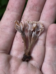 Clavulina castaneipes