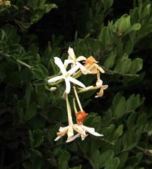 Jasminum angulare